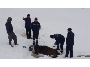 Soğuktan Ayakları Donan Atı Kurtarmak İçin Seferber Oldular