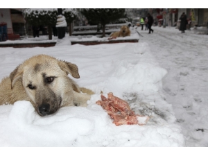 Mardin’de Duyarlı Vatandaş Sokak Köpeklerine Et Dağıttı