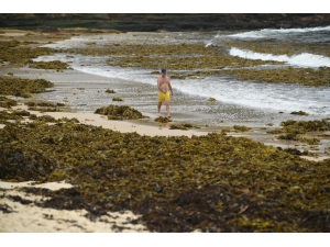 Sidney’in Ünlü Plajını Deniz Yosunları Kapladı