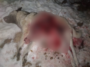 Aç Kurt Sürüsü Köpeği Parçaladı