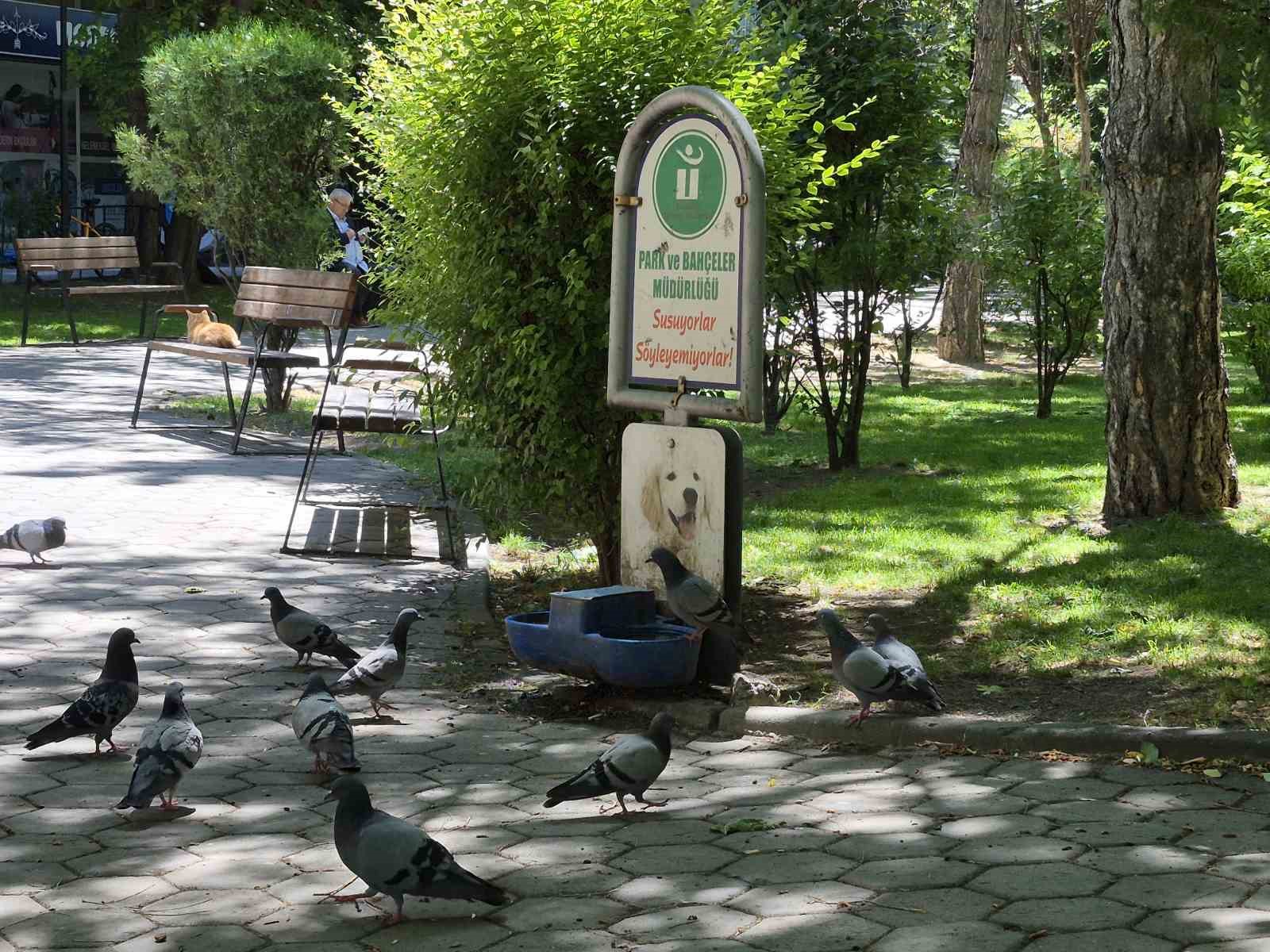 susayan-onlarca-guvercin-kopekler-icin-konulan-suyu-icti