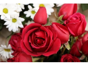 ’Sevgililer Günü’nde Gülün Tanesi 10 Lira