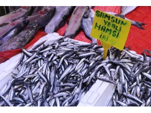 Hamsinin Kulağına Kar Suyu Kaçtı