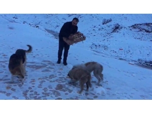 Siirt’te Aç Kalan Hayvanlar İçin Doğaya Yem Bırakıldı