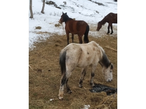 Derecik’te Donmak Üzere Olan Sahipsiz Atlar Kurtarıldı