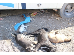 Bornova’da 9 Köpek Ve 2 Kedi Yavrusu Zehirlenerek Öldürüldü