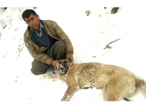 Kahramanmaraş’ta Köpekleri Zehirlenen Vatandaş İsyan Etti