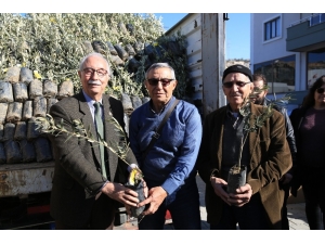 84 Çiftçiye 3 Bin 300 Memecik Zeytini Fidanı Dağıtıldı