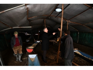 İl Tarım Ve Orman Müdürü Şahin Kar Yağışında Çöken Ağıllarda İncelemelerde Bulundu