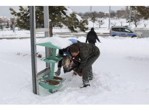 Sokak Hayvanları Unutulmadı