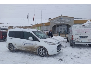 Dondurucu Soğukta Annelerini Kaybeden Yavru Köpeklere Belediye Sahip Çıktı