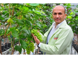 Manisa’da 1453 Çeşit Üzüm