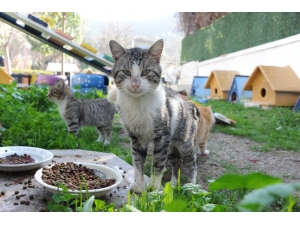 Balçova’da Pati Park Açıldı