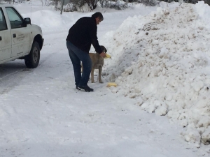 Kar Savaşçılarının Yolunu Köylüler Kadar Sokak Hayvanları Da Bekliyor