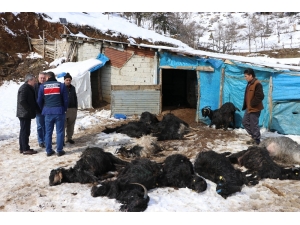 Ahır Yangını: 245 Keçi Ve Yavrusu Telef Oldu