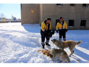 Gürpınar Belediyesi Sokak Hayvanlarını Unutmadı