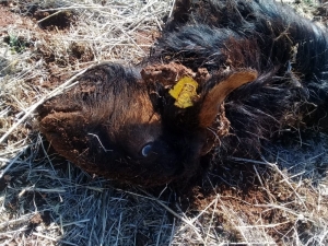 Isparta’da Kurtlar Keçilere Saldırdı