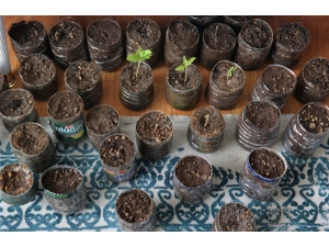 Eskişehirli ‘Toprak Dede’ Evinin İçinde Fidan Yetiştiriyor