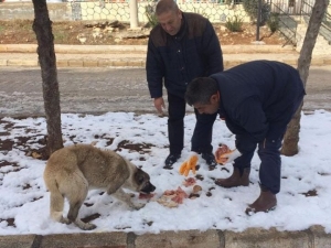Besni Belediyesi Sokak Hayvanlarını Unutmadı