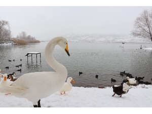 Göldeki Hayvanlara Yiyecek Bırakıldı