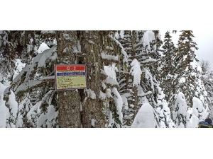 Bu Levhalar Hayat Kurtarıyor