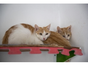 Çorumlu "30 Kardeş" Mersinli Oldu