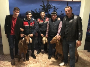 Alkol Almak İçin Keçi Çaldılar