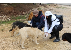 Sokak Hayvanlarını Beslediler