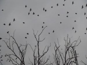 Sığırcık Kuşlarının Dansı Hayran Bıraktı