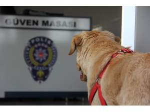 Kaybolan Köpek Karakola Sığındı