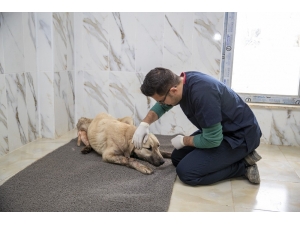 Yaralı Köpeğe Belediye ’Umut’ Oldu