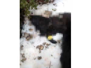 Isparta’da Kurtlar Sürüye Saldırdı: 45 Keçi Telef Oldu