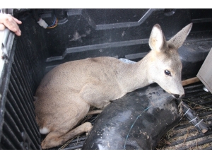 Yaralı Karaca Tedavisinin Ardından Doğaya Bırakıldı