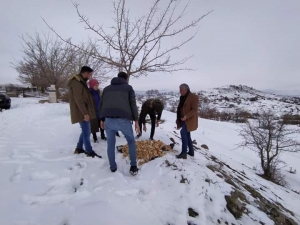 Bingöl’de Sokak Hayvanları Unutulmadı