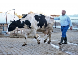 Çizmeyi Giyip Hayvancılık, Takım Elbiseyi Giyip Başkanlık Yapıyor