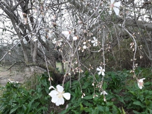 Antalya’da Bademler Erken Çiçek Açtı