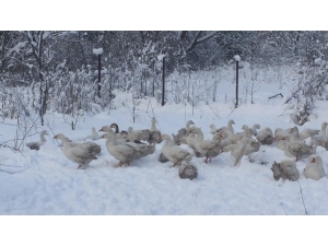 Kazların Kar Banyosu Keyfi