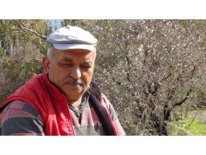 Antalya’da Bademler Çiçek Açtı