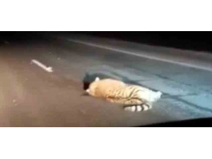 Rusya’da Nesli Tükenmekte Olan Kaplana Araba Çarptı