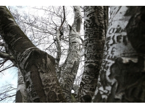 ‘Künye Ağaç’ Bakım Bekliyor