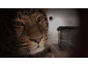 Vücudunda Tümör Bulunan Leopar Ameliyat İçin Moskova’ya Götürüldü