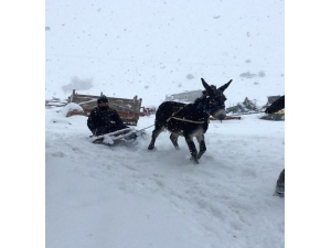 Çocukların Eşekli Kızak Keyfi