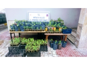 Antalya’da Uyuşturucu Operasyonu