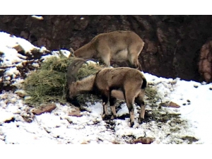 Aç Kalan Dağ Keçileri Yonca İle Beslendi