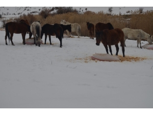 Bu Beldede Sahipsiz Atları Besleyenlere 4 Bin Lira Maaş Verilecek