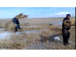 Donmuş Sazlık Üzerinde Kamış Hasadı Başladı