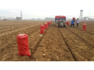 Adana’da Dondu, Ödemişli Üretici Patatese Yöneldi
