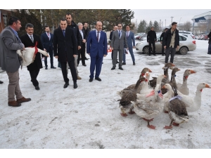 Diğer İllerde Yetiştirilen Kazlar Kars’ta Piyasaya Sunuluyor