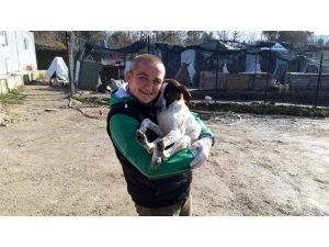 Lapseki’de 2 Ayda 406 Sokak Hayvanı Kısırlaştırılarak Aşılandı