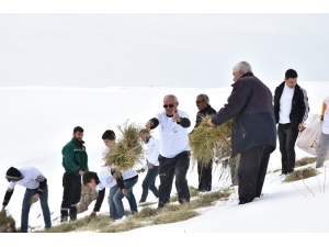 Yaban Hayvanları İçin Süphan Dağı Eteklerine Yem Bırakıldı